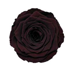 Classic natural dark brown rose code: CHO 01.