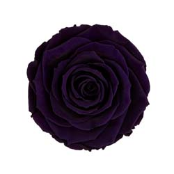 Classic natural dark purple rose code: PUR 01.