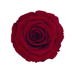 Classic natural red rose code: RED 02