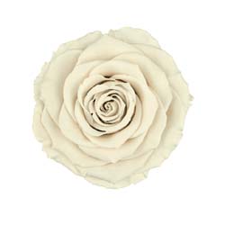 Classic natural white preserved rose.