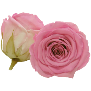 Light pink preserved rose, Roseamor preserved roses