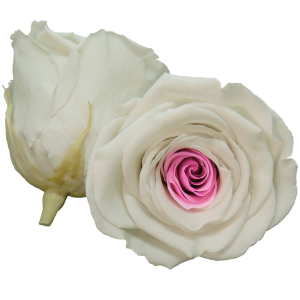 Bicolor preserved rose, white and rose, Roseamor preserved roses