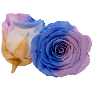Bicolor preserved rose, blue and purple, Roseamor preserved roses