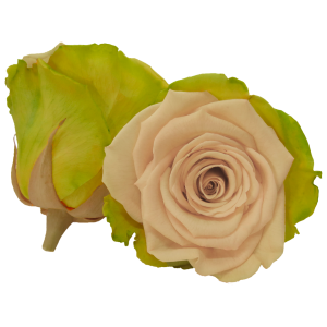 Bicolor preserved rose, yellow and green, Roseamor preserved roses