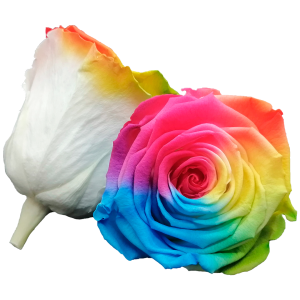 Rainbow color preserved roses, Roseamor preserved roses