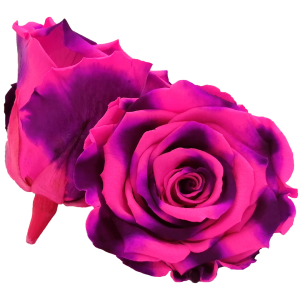 Bicolor, pink and purple preserved roses, Roseamor preserved roses