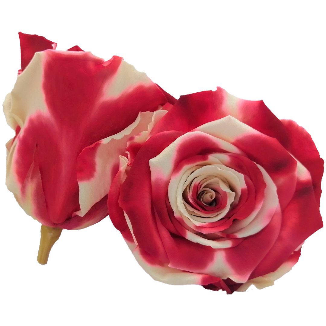 Bicolor, white and red preserved roses, Roseamor preserved roses