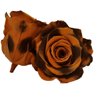 Bicolor dark brown and light brown preserved rose, Roseamor preserved roses