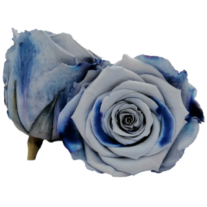 Light blue preserved roses, Roseamor preserved roses