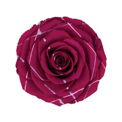 Classic dark fuchsia preserved rose with artistic paint strings