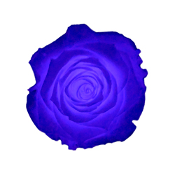 Dark purple glow preserved rose, Roseamor
