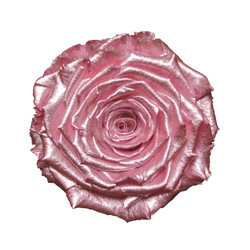 Old pink preserved rose, Roseamor