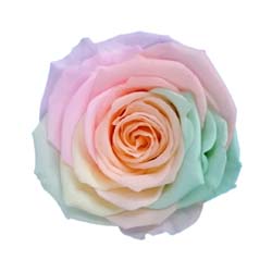 Bright colored preserved rainbow rose with a peach center.