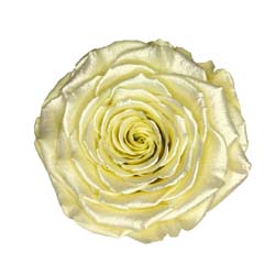 Classic preserved rose with a delicate satin yellow finish.
