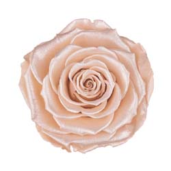 Classic preserved rose with a delicate satin peach finish.