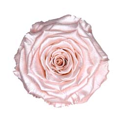 Classic preserved rose with a delicate satin pink finish.