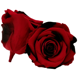 Red roses, Roseamor preserved roses