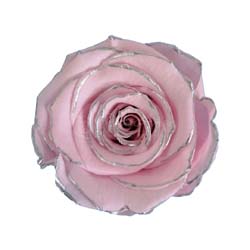 Pink preserved rose with delicate gold outline.