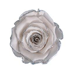 White preserved rose with delicate gold outline.