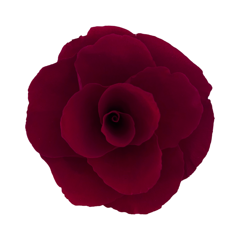 Red preserved rose, Roseamor preserved roses,